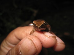 Micrixalus adonis