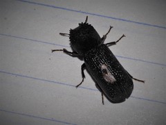 Bostrychopsis jesuita