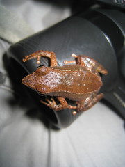 Micrixalus adonis
