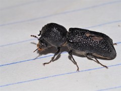 Bostrychopsis jesuita