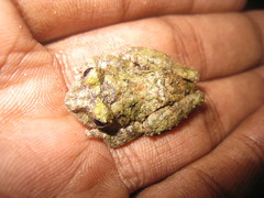 Raorchestes keirasabinae