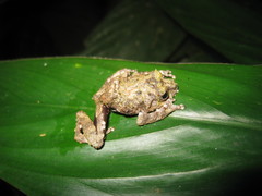 Raorchestes keirasabinae