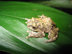 Raorchestes keirasabinae