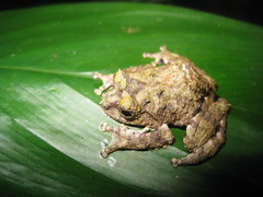 Raorchestes keirasabinae