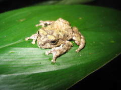 Raorchestes keirasabinae