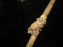 Raorchestes keirasabinae