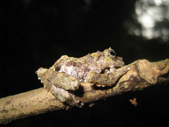 Raorchestes keirasabinae