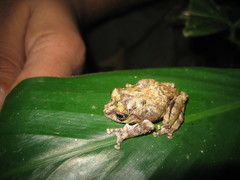 Raorchestes keirasabinae
