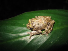 Raorchestes keirasabinae