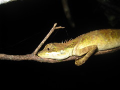 Monilesaurus ellioti