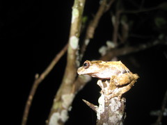 Raorchestes keirasabinae