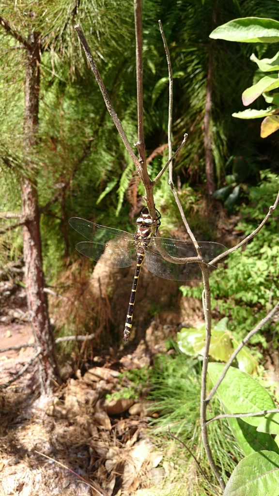 Apache Spiketail