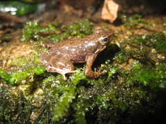 Micrixalus adonis