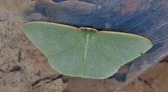 Chlorocoma assimilis