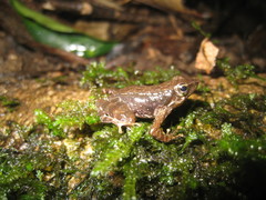 Micrixalus adonis