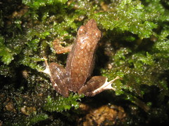 Micrixalus adonis