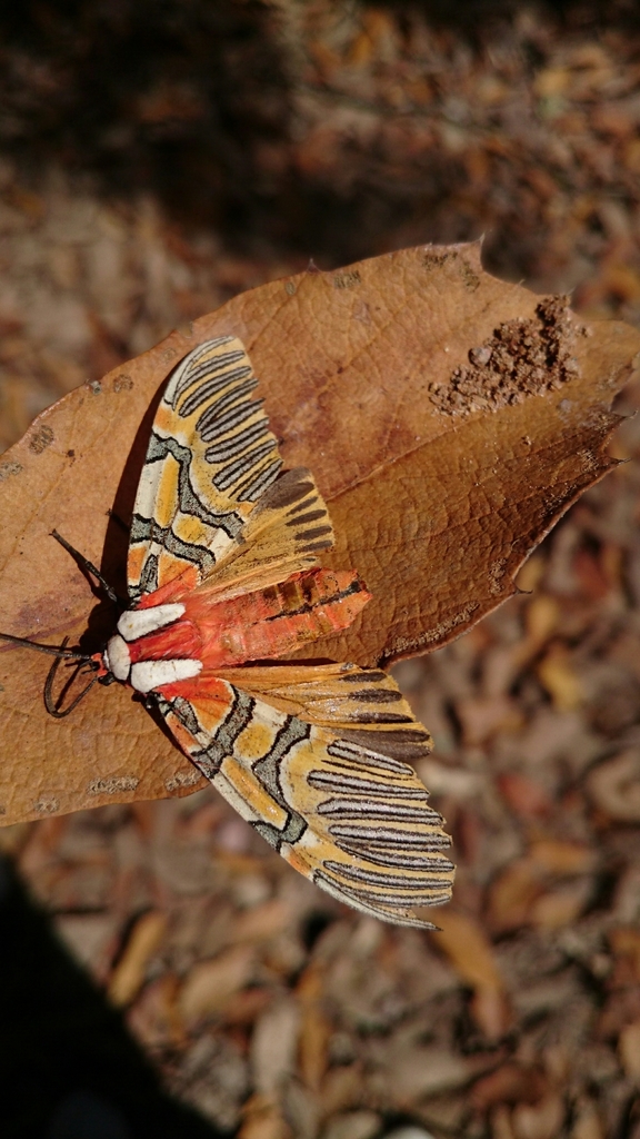 Anaxita decorata