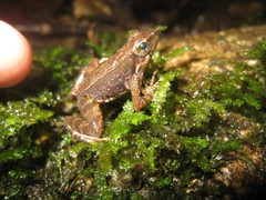 Micrixalus adonis