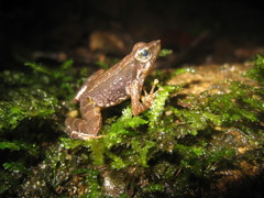 Micrixalus adonis