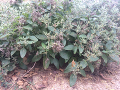 Ruellia occidentalis