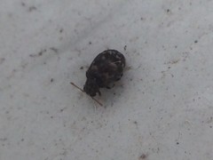 Ganascus ventricosus