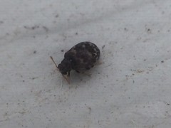 Ganascus ventricosus