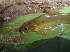 Mystus montanus