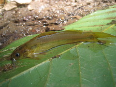 Mystus montanus