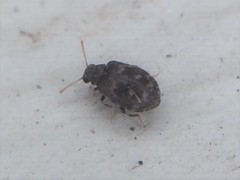 Ganascus ventricosus