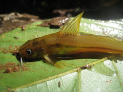 Mystus montanus