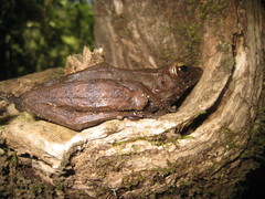 Indosylvirana