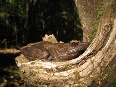 Indosylvirana