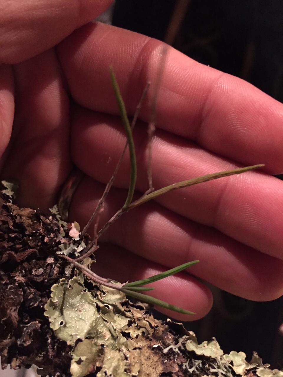 Microepidendrum