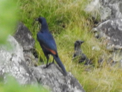 Red-winged Starling