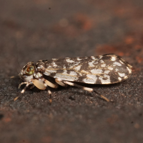 Japanese Barklouse photo 3