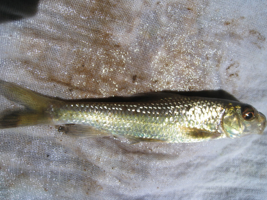 Tariqilabeo