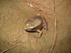 Indosylvirana