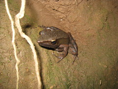 Indosylvirana
