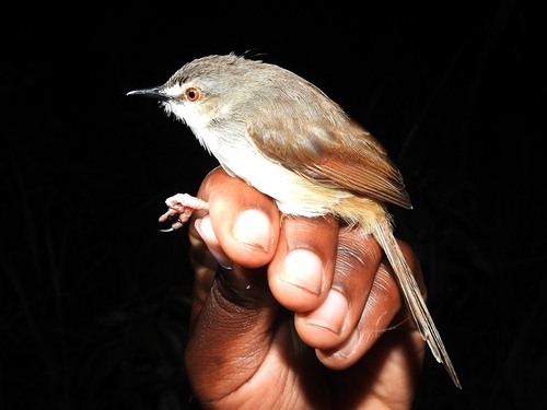 Tawny-flanked Prinia