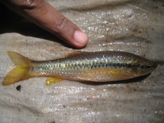 Rasbora daniconius