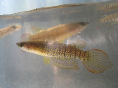 Aplocheilus lineatus