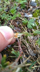 Phragmidium potentillae