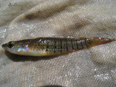 Aplocheilus lineatus