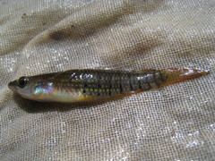 Aplocheilus lineatus