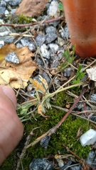 Phragmidium potentillae