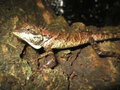 Monilesaurus ellioti