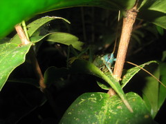 Eugryllacris panteli