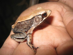 Clinotarsus curtipes