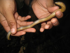 Uropeltis