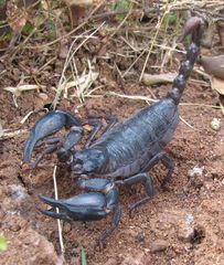 Heterometrus laoticus